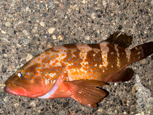 アコウの釣果