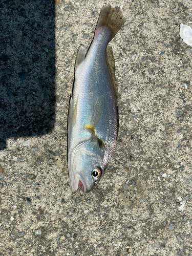 イシモチの釣果