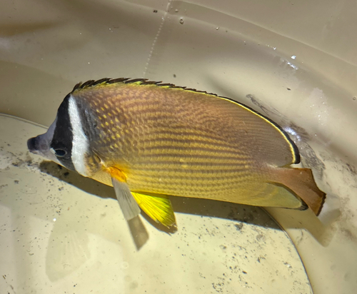 チョウチョウウオの釣果