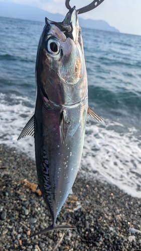 マルソウダの釣果