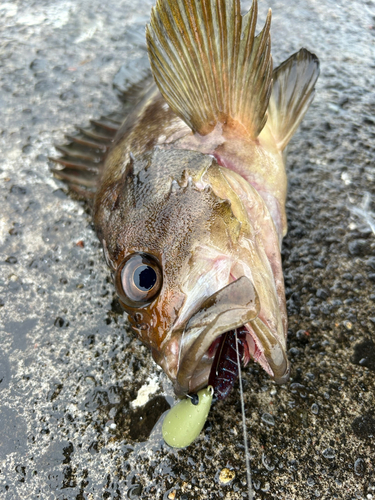 シマソイの釣果