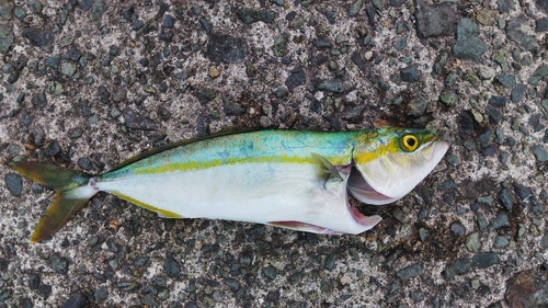 ツバスの釣果