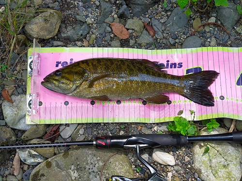 スモールマウスバスの釣果