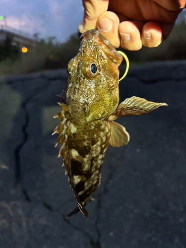 ガシラの釣果