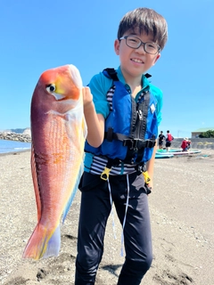 アマダイの釣果