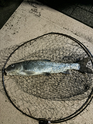 ニゴイの釣果