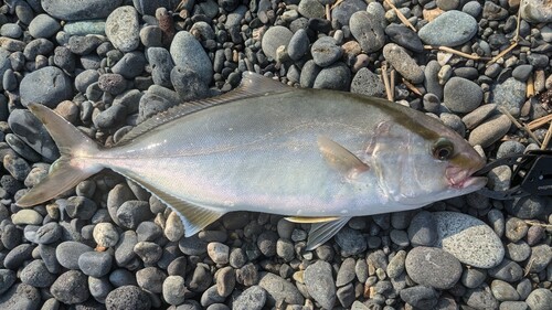 ショゴの釣果