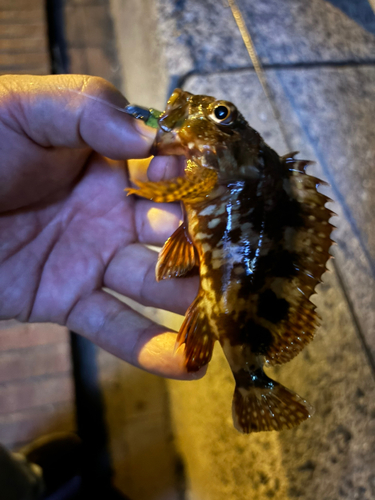 アラカブの釣果