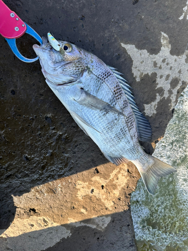 チヌの釣果