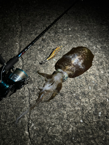 アオリイカの釣果