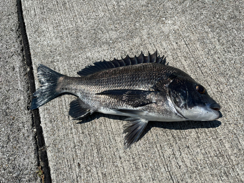 チヌの釣果