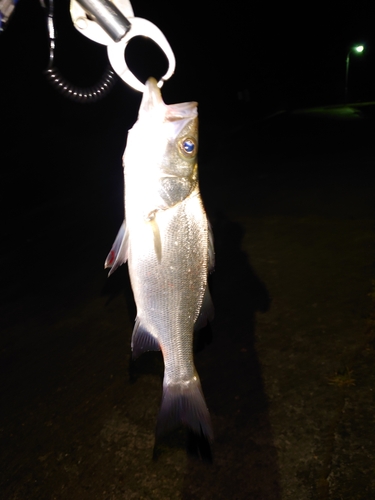 セイゴ（ヒラスズキ）の釣果