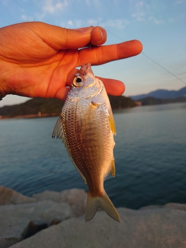 クロサギの釣果