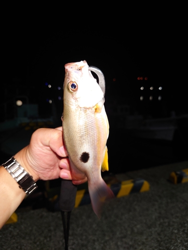 クロホシフエダイの釣果