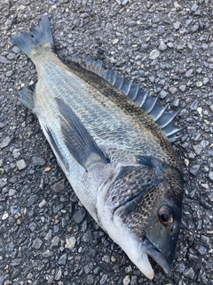 チヌの釣果