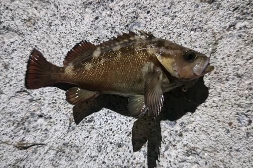 エゾメバルの釣果