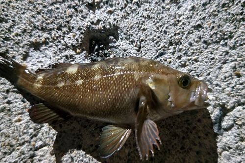 エゾメバルの釣果