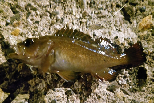 エゾメバルの釣果