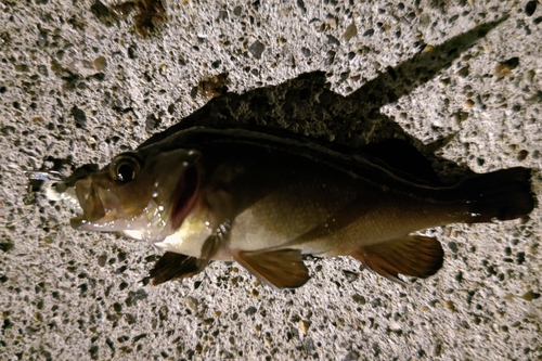 エゾメバルの釣果