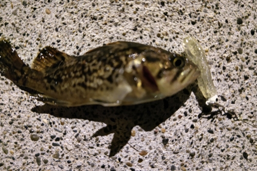 クロソイの釣果