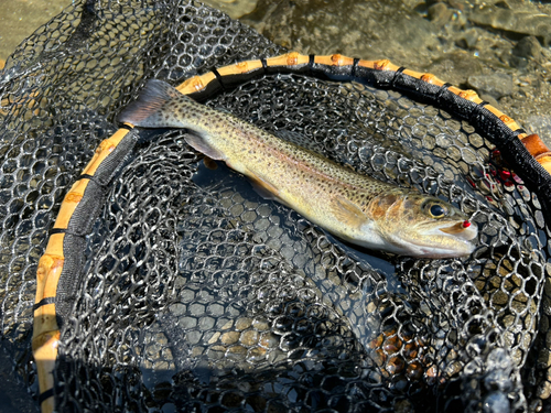 ニジマスの釣果