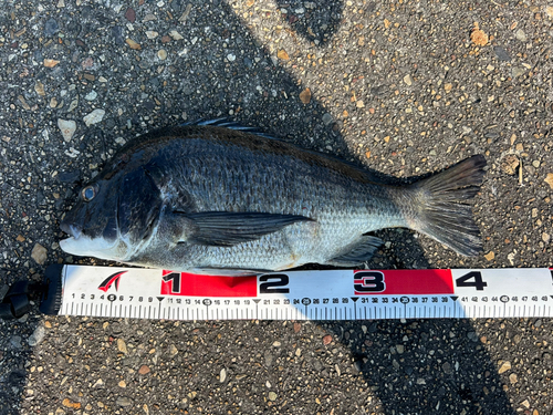 クロダイの釣果