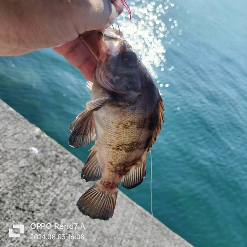 メバルの釣果