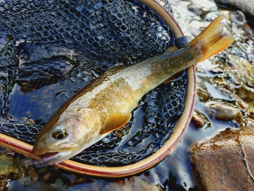 ニッコウイワナの釣果