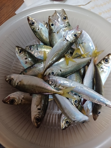 アジの釣果