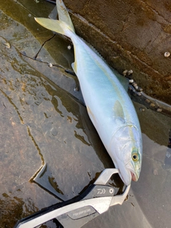 ワカシの釣果