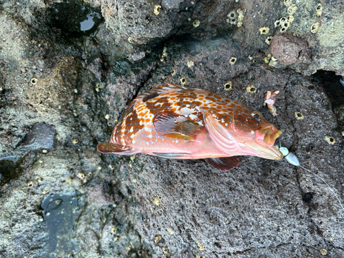 キジハタの釣果