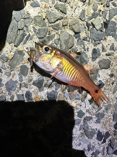 ネンブツダイの釣果