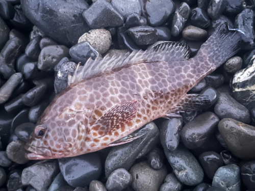 オオモンハタの釣果