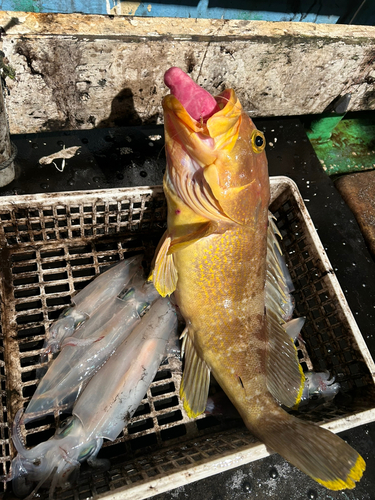 ケンサキイカの釣果