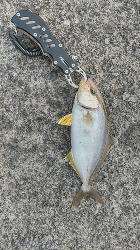 ショゴの釣果