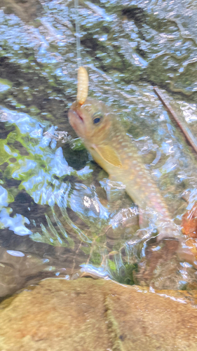 イワナの釣果