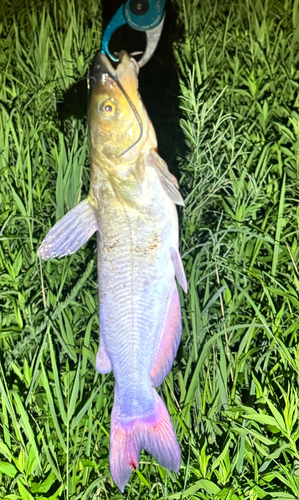 アメリカナマズの釣果