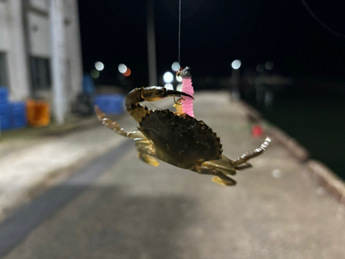 イシガニの釣果