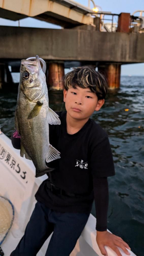 シーバスの釣果