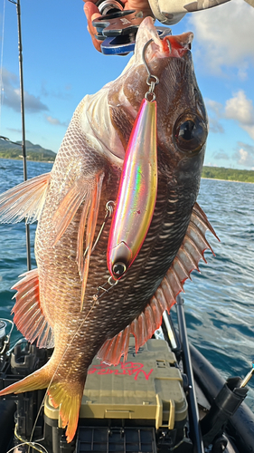 イソフエフキの釣果