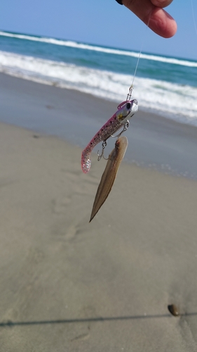 シタビラメの釣果