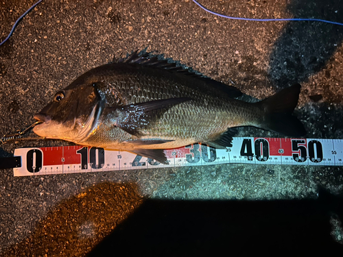 クロダイの釣果