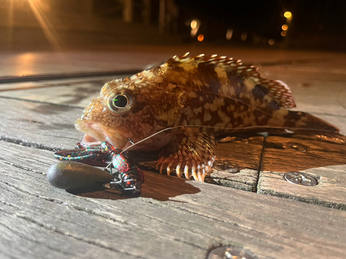 カサゴの釣果