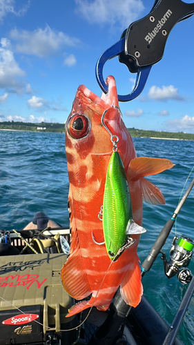 アカハタの釣果