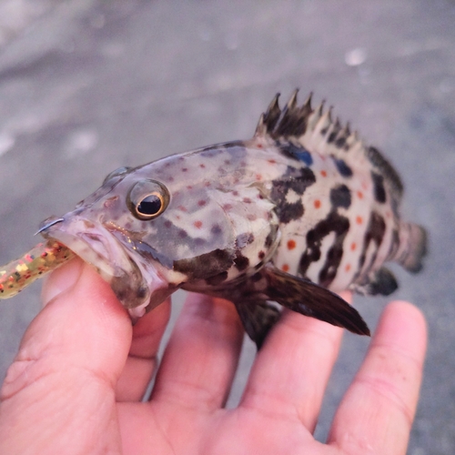 チャイロマルハタの釣果