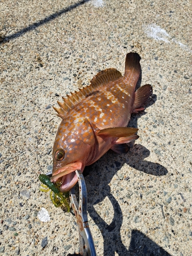 アコウの釣果