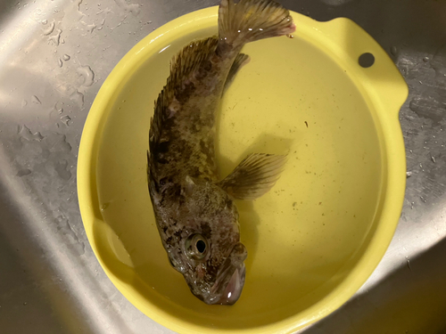 タケノコメバルの釣果