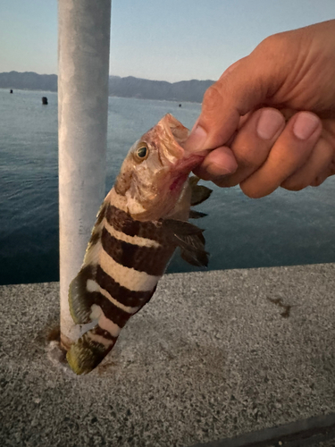 アオハタの釣果