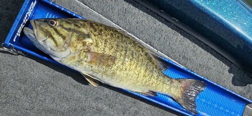 スモールマウスバスの釣果