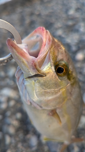 ショゴの釣果